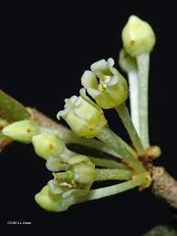 Image result for Rinorea angustifolia
