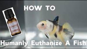 I hope this demonstration is educational to you should the nee. How To Humanely Euthanize A Fish Public Health