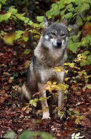 Female Gray Wolf Canis Lupus In Rainy Autumn Forest In Italy Wolf Love Wolf Husky Beautiful Wolves