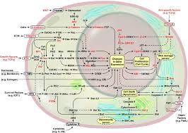 The Emergent Integrated Circuit Of The Cell Signal Transduction Biochemistry Growth Factor