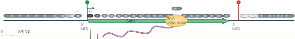 Gamma gt steht für den begriff gamma glutamyltransferase. Https Epub Uni Regensburg De 38432 1 Dissertation Samy 20unser Pdf