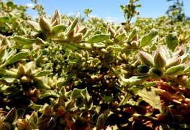 Image result for Glinus lotoides