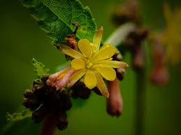 Image result for Triumfetta