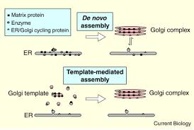 The golgi apparatus, or complex, plays an important role in the modification and transport of proteins within the cell. Golgi Complex Biogenesis De Novo Current Biology