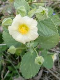 Image result for Sida veronicifolia