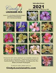 I'm a gardening professional / business. Louisiana Beardless Perennial Iris Rhizomes For Sale Cindy S Louisiana S Iris