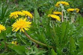 Image result for Taraxacum