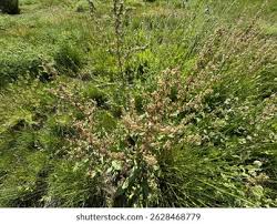 Image result for Rumex pulcher