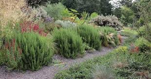 Image result for rosemary pruning