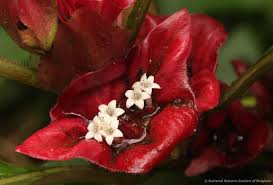 Image result for Stipularia africana