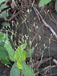 Image result for Agrostis taylorii