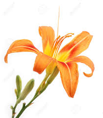 Image result for flowers against white background