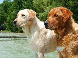 All puppies are sold with akc limited registration, unless other arrangements have been made. Obesity Appetite And A Gene Mutation In Labrador Retrievers Pethelpful