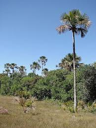 Image result for Chironia flexuosa