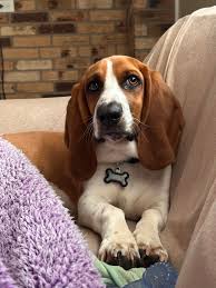 Image result for basset hound