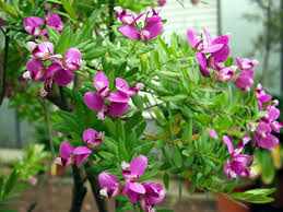 Image result for Polygala marensis
