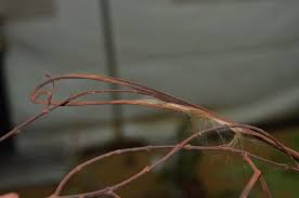 Image result for Holarrhena floribunda