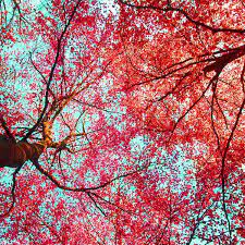 Abstract Red Blue Nature Photography By Artecco Fine Art Photography Abstract Photography Blue Nature Photography Art Photography