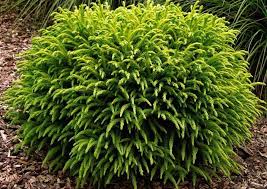 Image result for Tephrosia nana