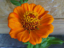 Kembang kertas atau kembang ratna (zinnia elegans). Jual Tanaman Zinnia Orange Bibitbunga Com