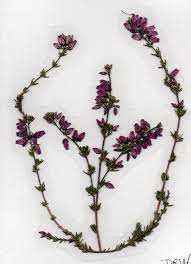 Pressed Flower Card Purple Heather Flower Art Heather Flower Flower Art Vine Tattoos
