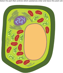 Improve your science knowledge with free questions in animal and plant cell diagrams: Ixl Plant Cell Diagrams Identify Parts 4th Grade Science