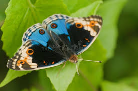 Black Blue And White Butterfly Meaning Butterfly Macro Macro Close Up Shot Of An Orange Blue Black And White Butterf Affiliate Close Shot Orange Butterf Butterfly Nature Science Nature
