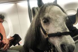 Un Femme Anxieuse Prend L Avion Avec Son Cheval Miniature La Presse Souvent source de complexe, la culotte de cheval est redoutée par bon nombre de femmes. avion avec son cheval miniature
