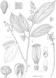 Image result for Grewia mildbraedii