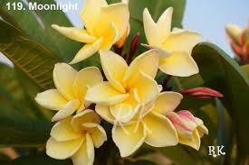 Maybe you would like to learn more about one of these? Full Sun Exposure Yellow Flower Plumeria Moonlight Flower Plant For Garden Spring And Summer Rs 300 Unit Id 22973613388
