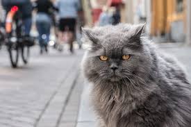 День кота — неофициальный праздник в честь кошек, который отмечается по всему миру. 17 Fevralya Den Koshek V Evrope Infobus