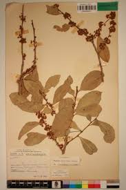 Image result for Maytenus undata