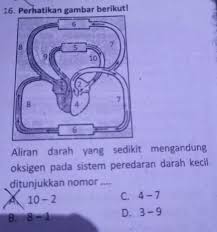 Aliran Darah Yang Sedikit Mengandung Oksigen Pada Sistem Peredaran Darah Keciladalah Brainly Co Id