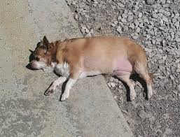 Image result for chihuahua big obesity