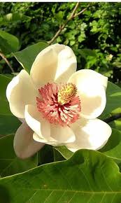 Magnolia Is A Beautiful Tree Native To The Eastern Part Of The United States From The Deep South To As Far North As New York Magnoliya Tropicheskie Cvety Cvety