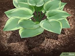 Planting bare root hostas and companion plants. How To Plant Hostas 10 Steps With Pictures Wikihow
