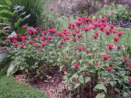 Bee Balm Advice From The Herb Lady