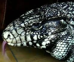 Black And White Tegu Lizard Florida 