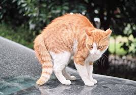 Why Do Cats Arch Their Backs This Arched Back Posture Is A Sign Of A Scared Cat When A Cat Feels Threatened He Instinctively Cat Communication Cat Body Cats