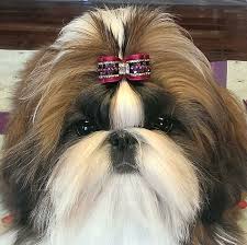 The best dog hair bows you could need. Sonya Wearing A Puppy Dog Bow By Doggie Bow Ties Dog Bows Dog Hair Bows Dog Bowtie