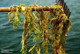 Image result for Potamogeton crispus