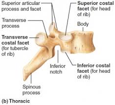 The thoracic spine has 12 vertebrae stacked on top of each other, labeled from t1 down to t12. Vertebrae John The Bodyman