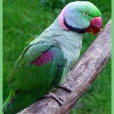 Indian Ringneck Parrot Business Queensland