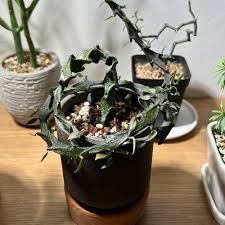 Image result for Ceropegia gracilior
