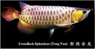 Do you not like any of the basic kits or tanks that you see around our. Commonly Known As Cross Back Splendour Tong Yan Cross Back Splendour Is A Dragon Fish Fish Fish Pet