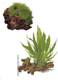 Image result for Crepidomanes