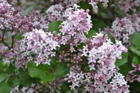 Ornamental features click to expand contents. Dwarf Korean Lilac Tree Is A Great Ornamental Choice For Landscapes