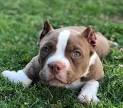 PUPPIES FOR SALE -Purebred pitbull puppies for sale ...