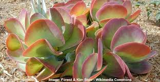 To help you narrow down the many. Paddle Plant Flapjack Succulent Care And Growing Guide Pictures