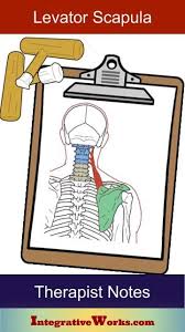 Therapy Notes Levator Scapula Integrative Works In 2020 Integrative Trigger Points Forward Head Posture